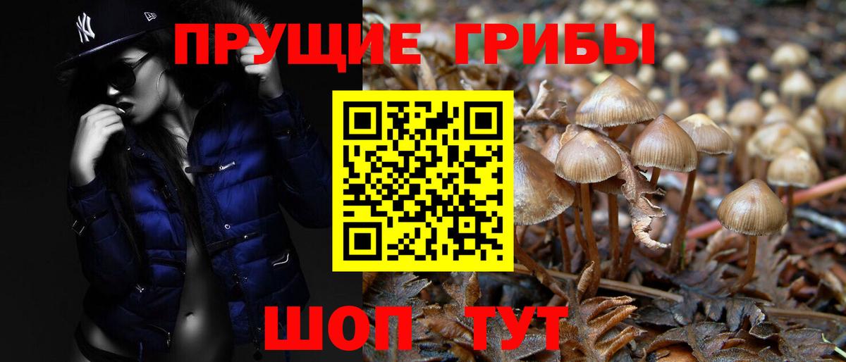 Дмитров  Галлюциногенные грибы Psilocybe  Вход с VPN  Псилоцибиновые грибы Psilocybe 